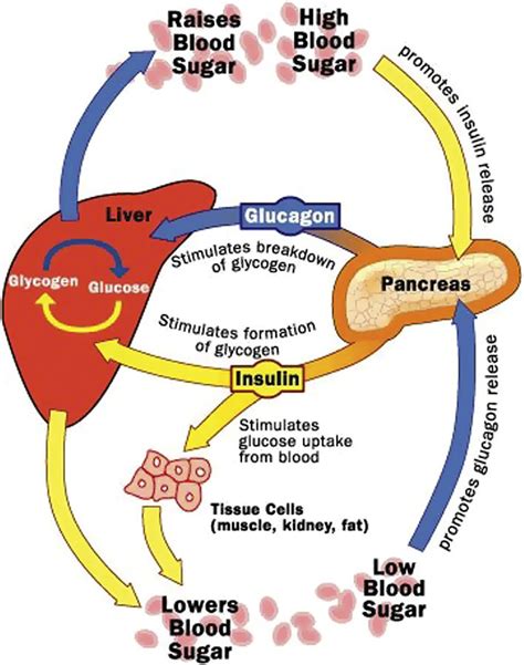 Insulin Pathway Diagram