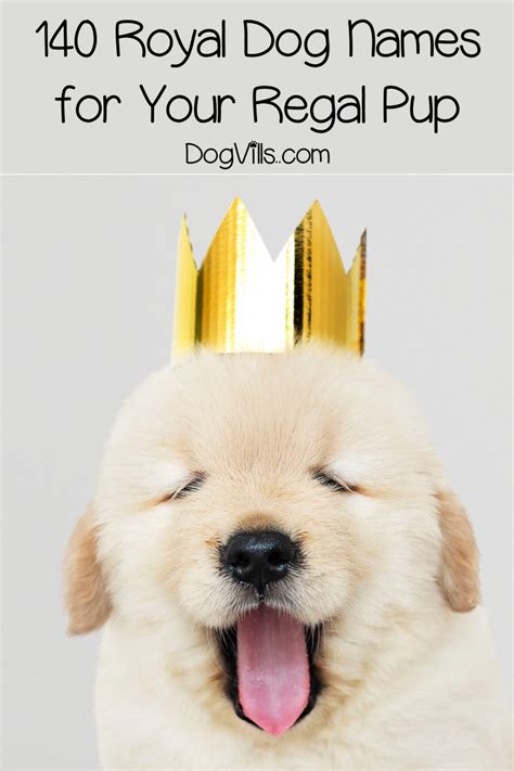 140 Royal Dog Names for Your Regal Pup - DogVills