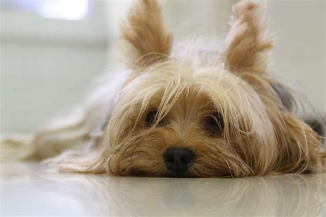 How to Fix Yorkie Dry Skin & Other Conditions | The Dog Tale