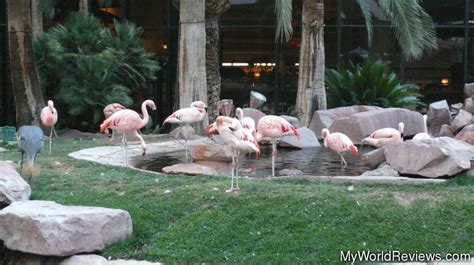 Review of Flamingo Wildlife Habitat at MyWorldReviews.com