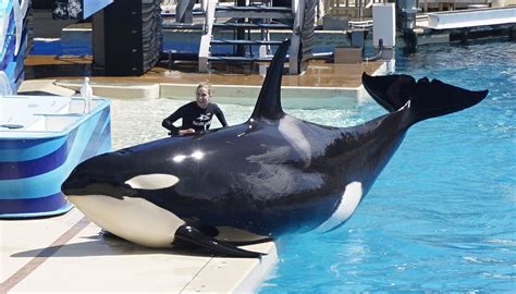 After 'the Blackfish effect,' SeaWorld turns to new wave of exhibits, shows - Orlando Sentinel