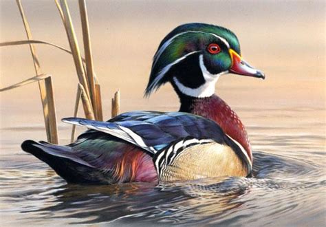 Wood Duck Painting at PaintingValley.com | Explore collection of Wood ...