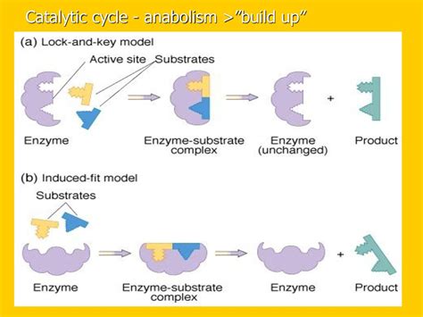 All about Enzymes. - ppt download