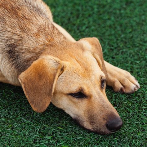 Artificial Grass For Dogs: Best Grass for Pets of 2020 | Herepup