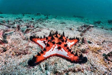 Cool Starfish