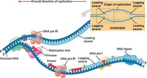 grade 12 Biology: DNA replication