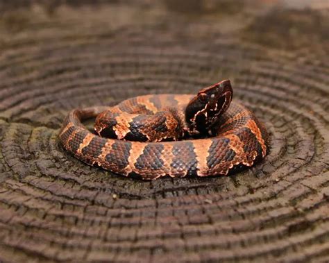 Water Moccasin - Facts, Diet, Habitat & Pictures on Animalia.bio