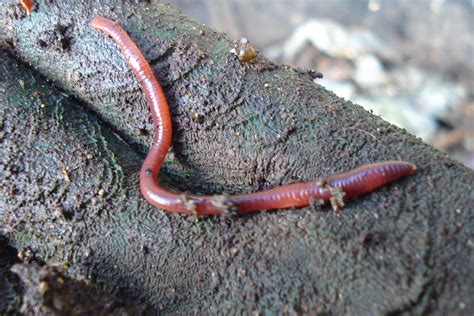 Red Wiggler Worms | Flickr - Photo Sharing!