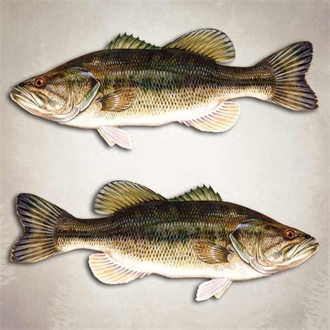 Largemouth Bass Fishing Decals | Bass Master Fish Stickers