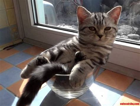 Cat in a bowl | Cute cats HQ - Pictures of cute cats and kittens Free ...