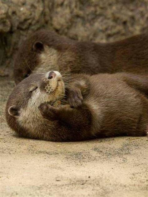 Sleeping otter Funny Animal Pictures, Cute Funny Animals, Animals And Pets, Otters Cute, Baby ...