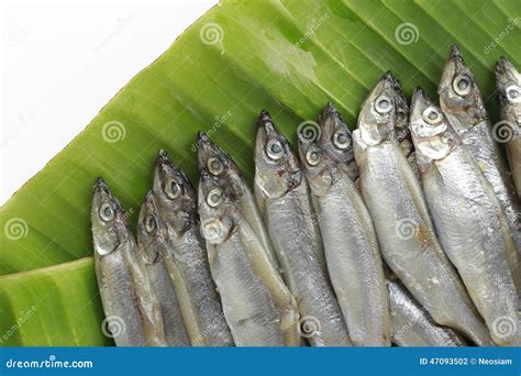 Shishamo fish stock photo. Image of fish, roasted, green - 47093502