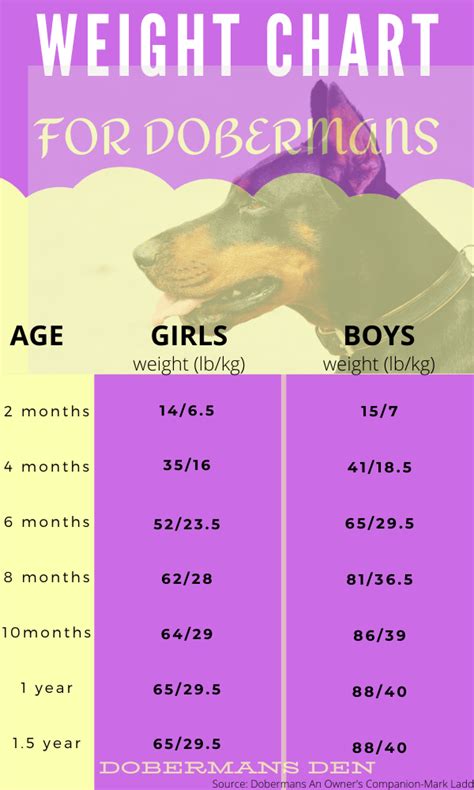 Doberman Puppy Diet Chart