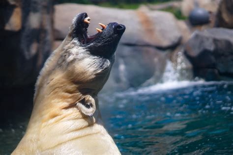 Siku, the Lincoln Park Zoo Polar Bear : chicago