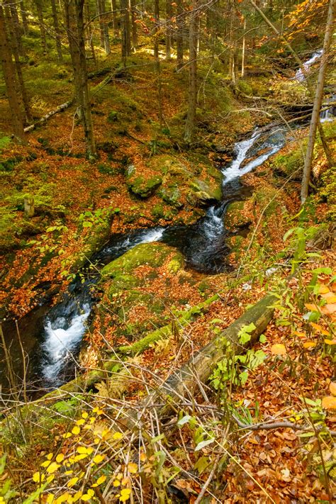 Stream In Autumn Forest Free Stock Photo - Public Domain Pictures