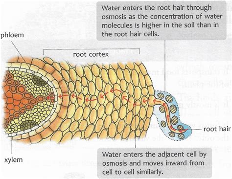 Do Plants Absorb Water at Alix Smith blog