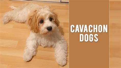 Cavachon - Cute, Fluffy, And Adorable Dog Breed - Petmoo