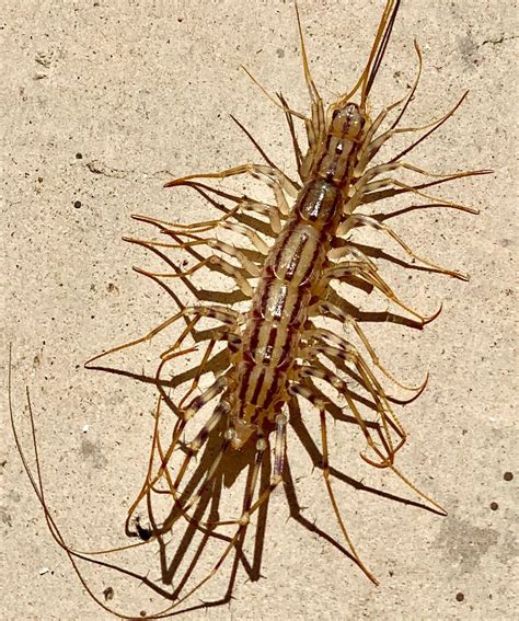 38+ Do baby house centipedes bite ideas in 2022 | RedecorationRoom