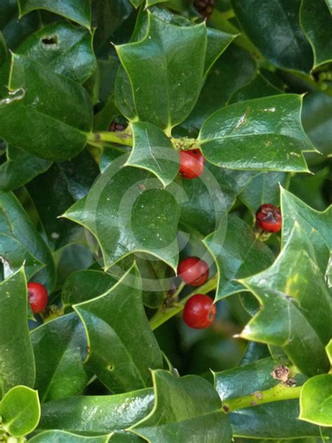 Ilex cornuta Burfordii | Burford Holly, Chinese Holly information & photos