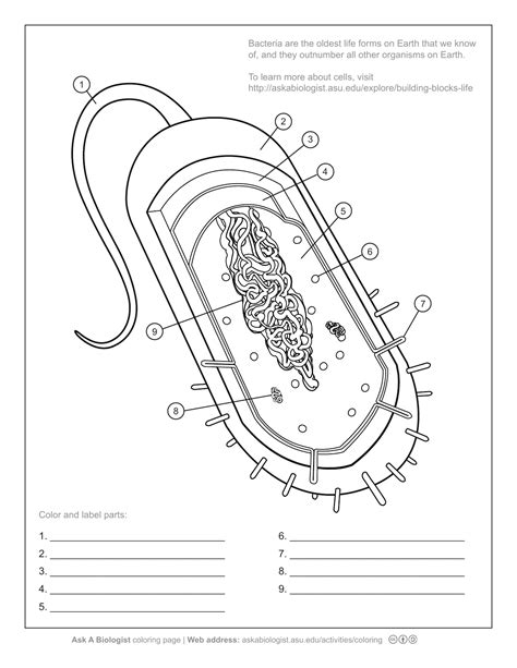 Bacteria Worksheet - Worksheets For Kindergarten