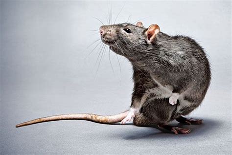 Why Rats Are Having a Renaissance -- New York Magazine - Nymag | Pet ...