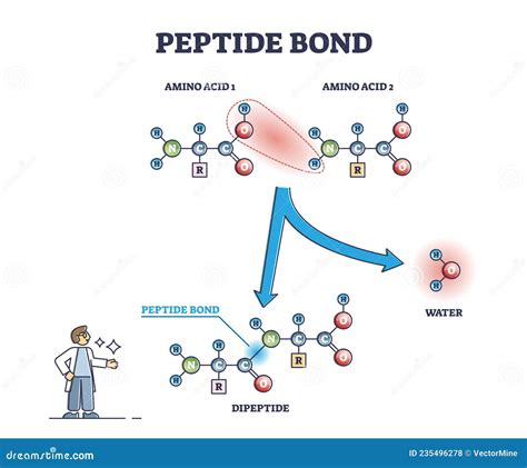 Peptide Bond As Amino Acids Formation in Protein Reaction Outline ...