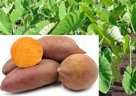 Growing YAM, Cultivation Practices For Beginners | Asia Farming