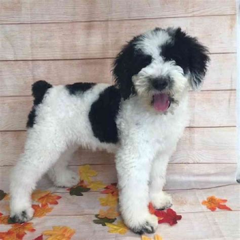 Old English Sheepdog/Poodle Puppies for sale - Tullys Kennels