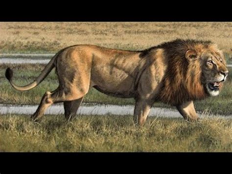 Biggest Giant African Lion Ever - YouTube