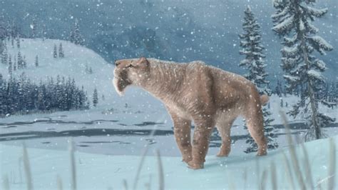 Canada's first sabre-toothed cat fossil found in Medicine Hat | CBC News