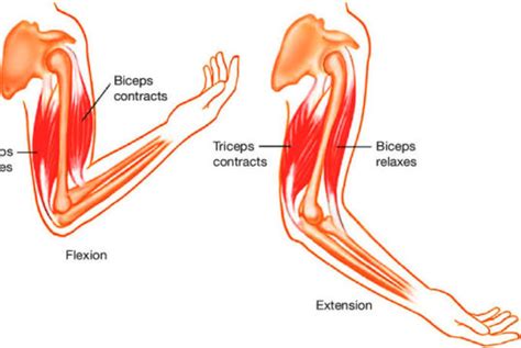 Difference Between Biceps And Triceps - VIVA DIFFERENCES