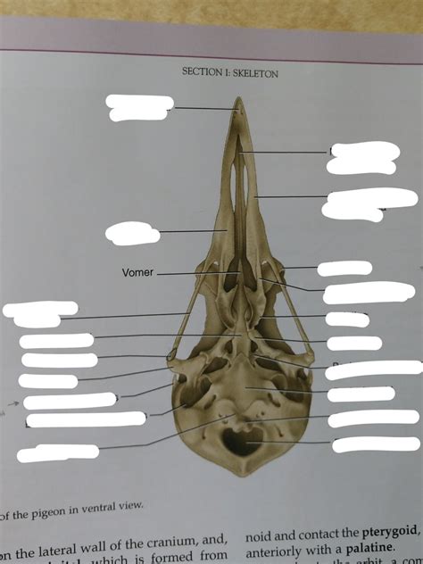 BIOO 310: The Pigeon (Ventral Skull) Diagram | Quizlet