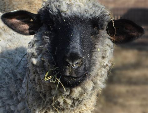 Hampshire Sheep - Lehigh Valley Zoo