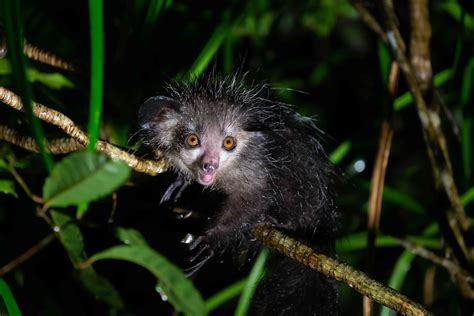 10 Weirdly Wonderful Lemur Species