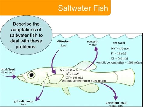 4. Adaptations