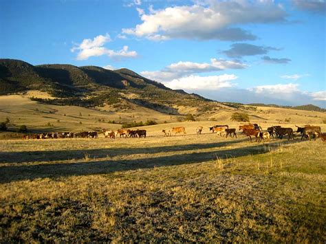 NEW LISTING - Colorado Hunting & Cattle Ranches