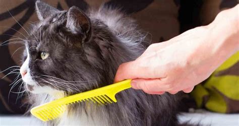 6 Best Tools For Matted Cat Hair - We Love Cats and Kittens