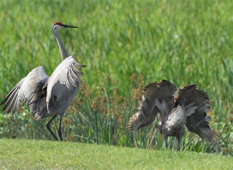 Sandhill Cranes Mating Dance | Late in April I was searching… | Flickr