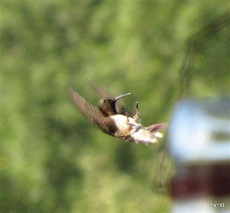 "Hummingbird flying backward" by tmarie1 | Redbubble