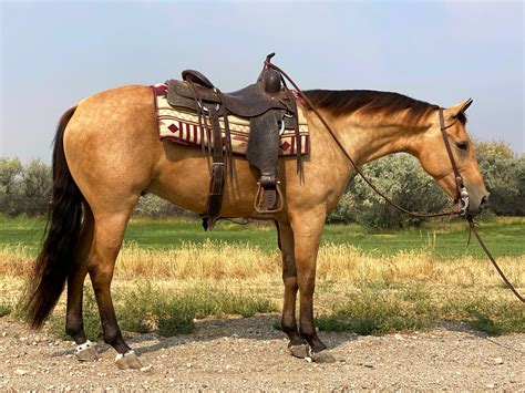 Coming 5 Year Old Buckskin Gelding