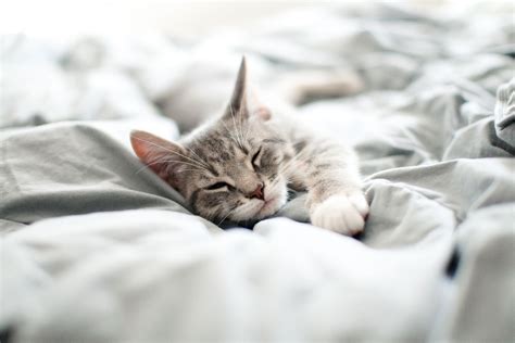 Why you shouldn't let your cat sleep in bed with you | Better Homes and ...