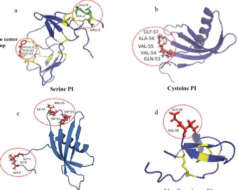 2 Types of plant protease inhibitors. Representative examples are shown... | Download Scientific ...