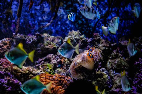 View a stunning variety of colorful marine life featured in more than ...