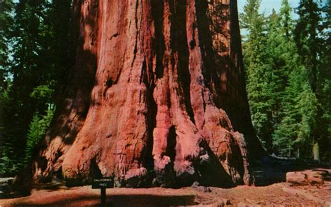 California tree | One of the most famous trees in the Genera… | Flickr