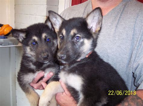 Alaskan Shepherd | Information, Temperament, Puppies, Pictures