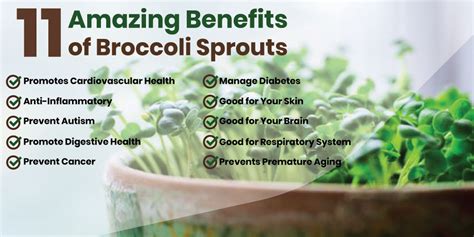 The Amazing Benefits of Broccoli Sprouts | Dynamic Nutrition