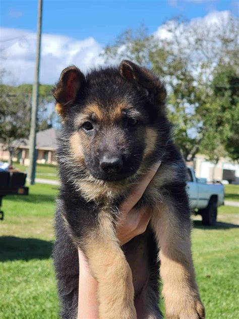 AKC German Shepherd Puppies | PetClassifieds.com