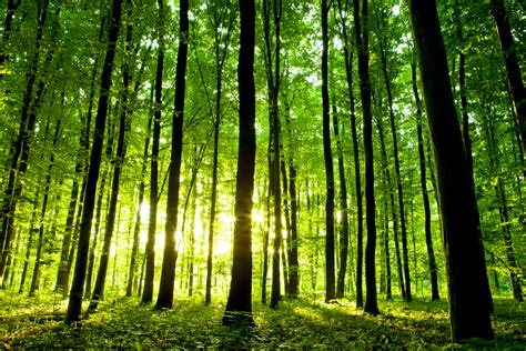 European space agency to track forests worldwide | VentureBeat