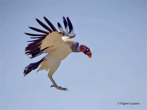 A Few Little Known Facts About the King Vulture - Avian Report