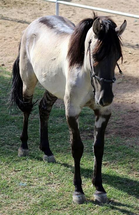 mustang, extreme form of dun with wide dorsal stripe and zebra markings. | Beautiful horses ...